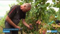 Viticulture : des vendanges en avance