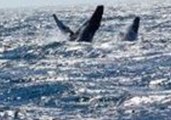 Mother and Calf Humpback Whales Perform a Double Breach in Monterey Bay