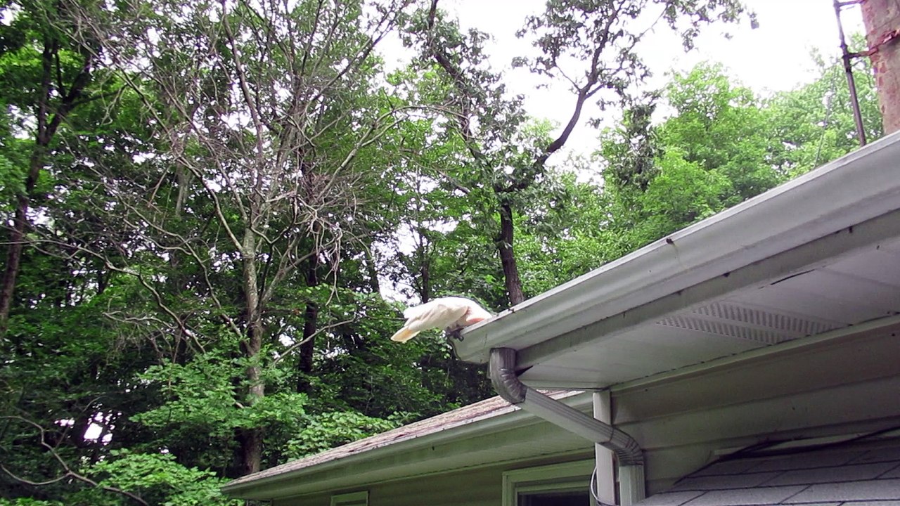 Cockatoo Cleans the Gutter