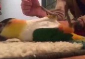 Caique Parrot Rolls Over for Treats