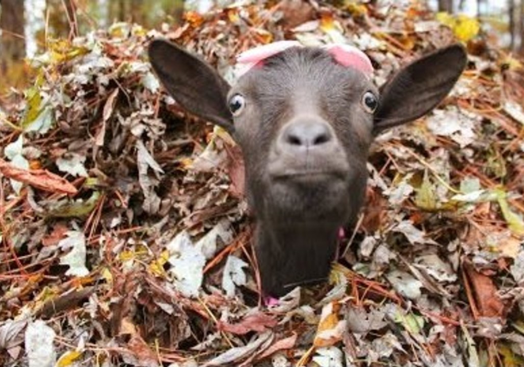 Goats Have Leafy Fun During Autumn Season