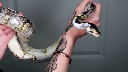 $10,000 SNAKE vs $200 SNAKE (My Two New Pets)