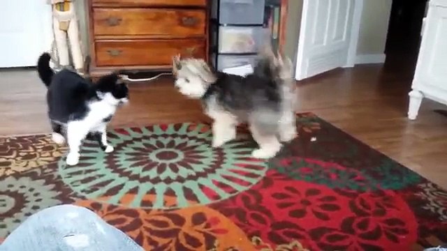 Ultimate FUNNY DOGS - CUTE PUPPIES of 2018 | Try Not to Laugh Animals - Pets Compilation