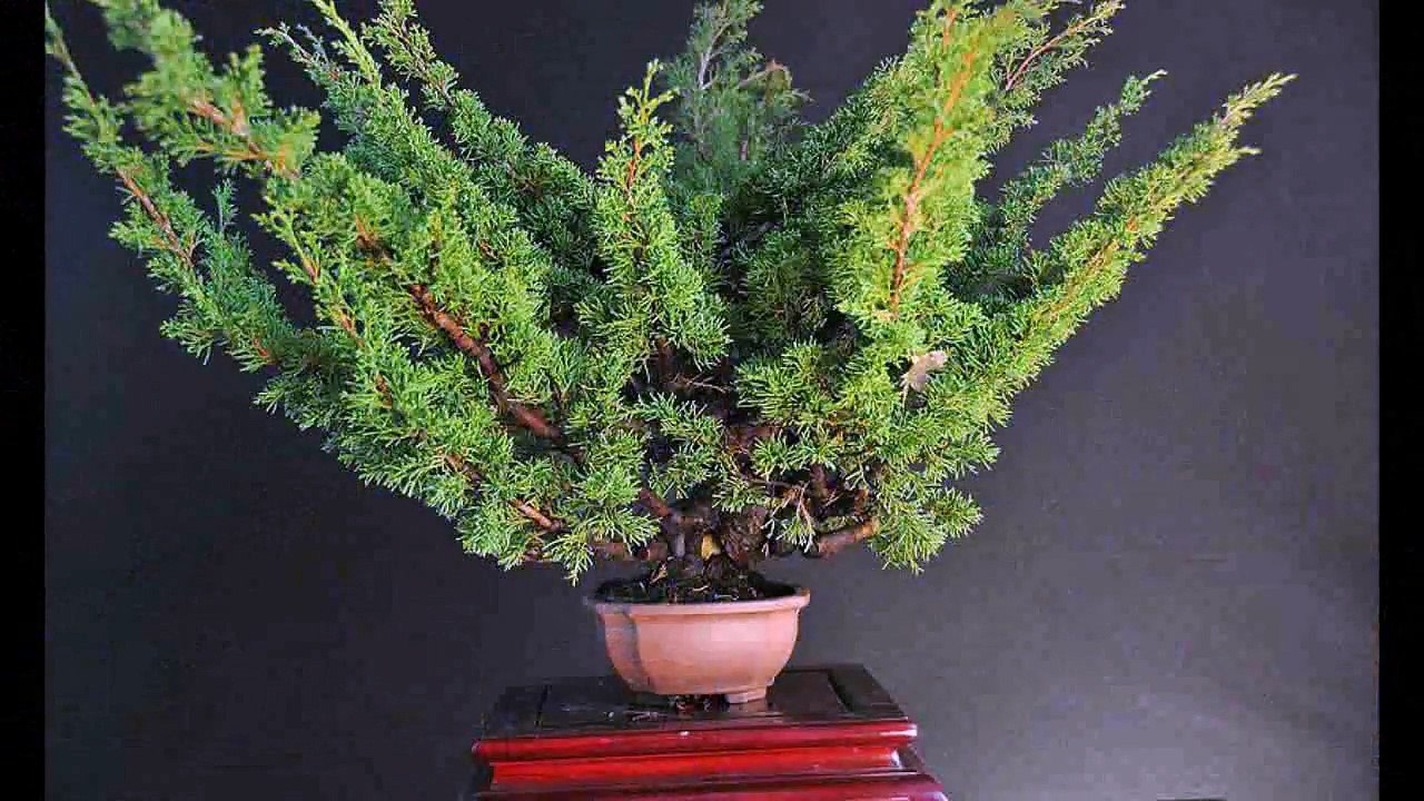 Bonsai before and after- Shaping techniques- Hu...
