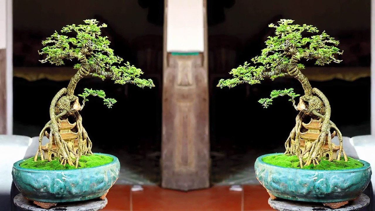Bonsai for Sales in Vietnam - 盆栽