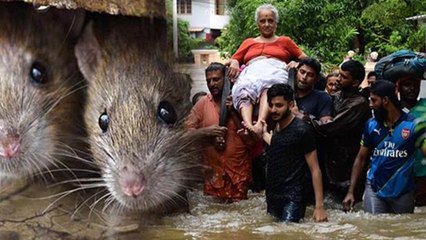 ಕೇರಳ ಪ್ರವಾಹ ಮುಗೀತು | ಈಗ ಶುರುವಾಗಿದೆ ಇಲಿ ಜ್ವರದ ಭೀತಿ  | Oneindia Kannada