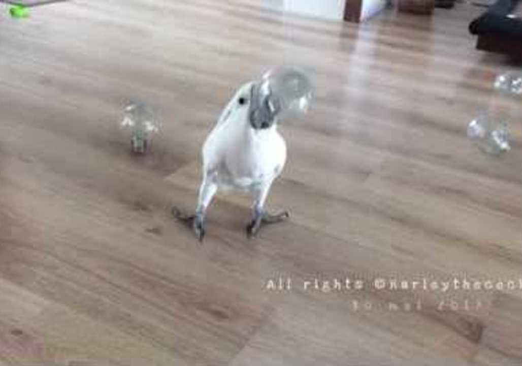 Harley the Cockatoo Rocks the Pine in a Bottle Game