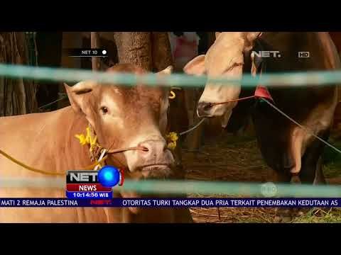 Panitia Qurban Masjid Istiqlal Terima 26 Sapi & 17 Kambing Pada Idul Adha 1439 H-NET10