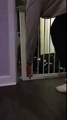 dog opens safety door and lets himself out