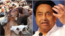 Madhya Pradesh Election 2018: Congress को Election से पहले याद आई 'गोमाता' | वनइंडिया हिंदी