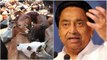 Madhya Pradesh Election 2018: Congress को Election से पहले याद आई 'गोमाता' | वनइंडिया हिंदी