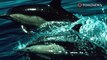Lumba-lumba ramah sebabkan larangan berenang di Perancis - TomoNews