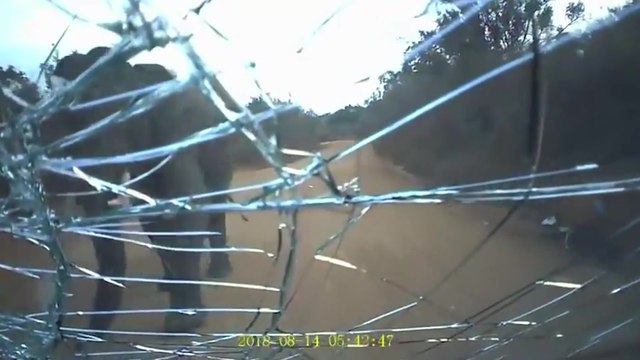 Un éléphant attaque une voiture et défonce une vitre