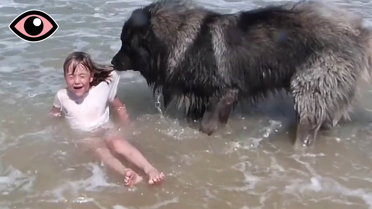 Hund zögert keine Sekunde, als das Mädchen in den Fluten in Gefahr gerät
