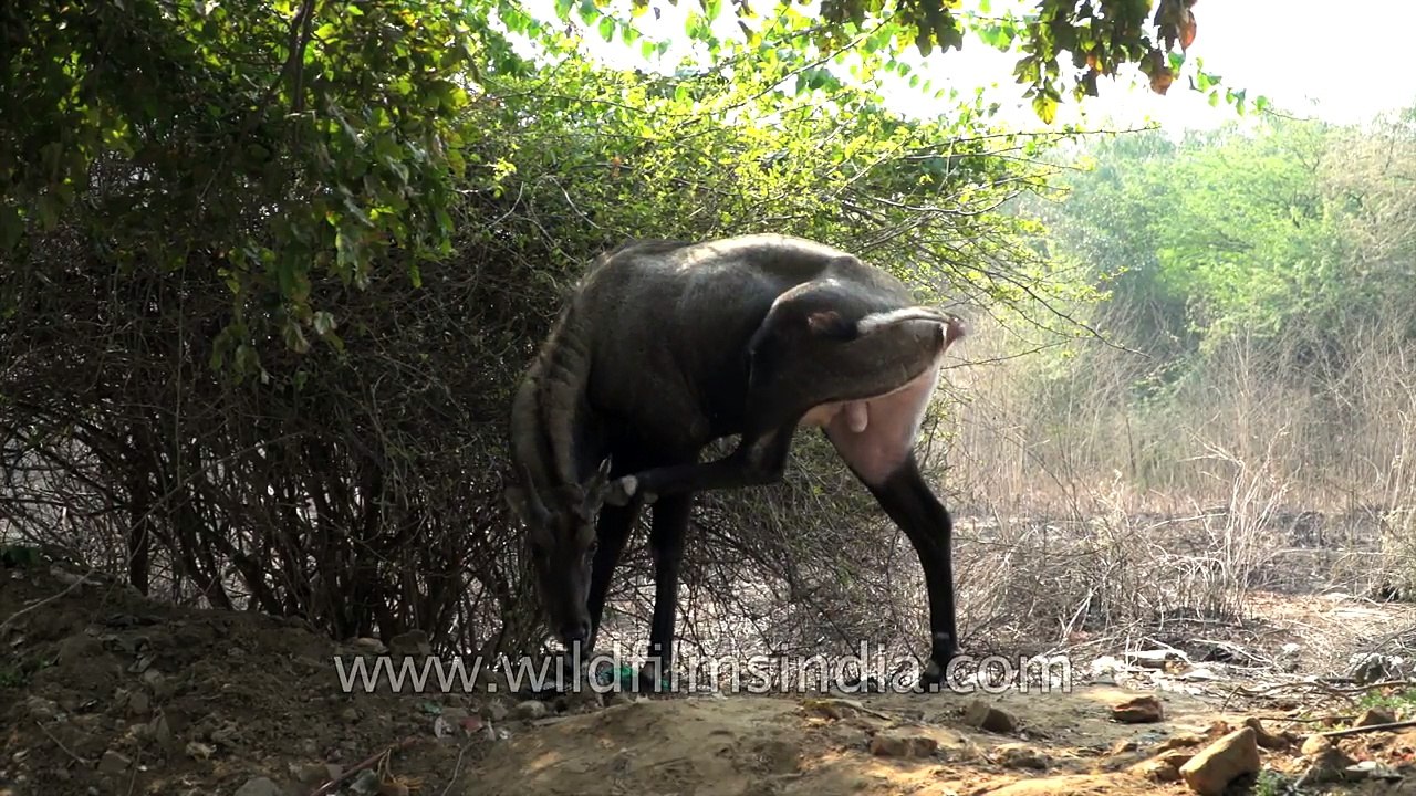 Feeding feast - two blue bulls feed from leaves