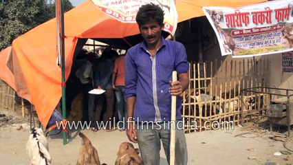 Goats on display at Sonepur Mela Bihar