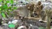 Saving the endangered Asiatic Lion- Lion cubs born in Gujarat