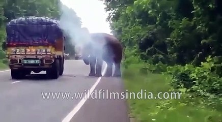 Wild Elephant helps himself to potatoes from truck on highway