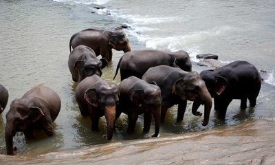 Burası fil yetimhanesi