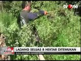 8 Hektare Ladang Ganja di Nagan Raya Dibakar Polisi