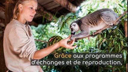 Les bébés animaux des Zoos de France