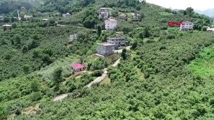 Trabzon 'Üretici Fındığını Kontrollü Şekilde Piyasaya Sürsün'