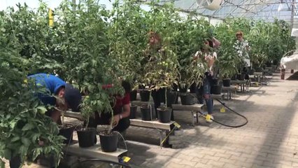 Sera Üretiminde Yerli Kaynaklar Araştırılıyor