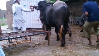 2018 Cow Runs Away During Qurbani - This Happen Only in Pakistan