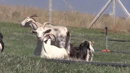 Dondurmanın Ustası Yeni Ustalar Yetiştiriyor - Kahramanmaraş