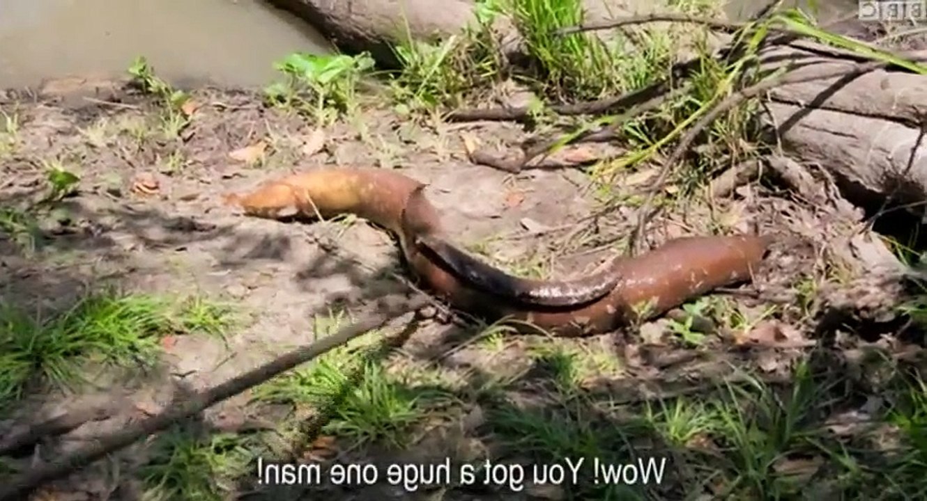 Earth's Natural Wonders S02 - Ep03 Surviving Against The Odds - Part 01 HD Watch