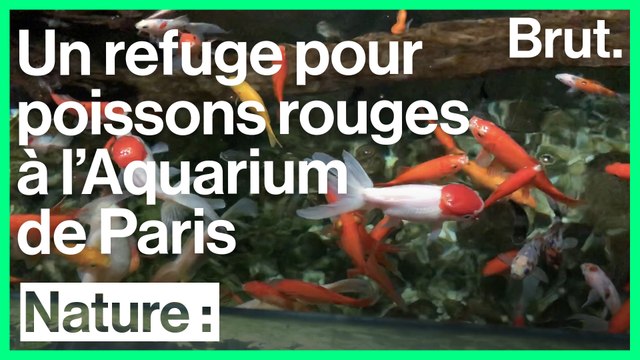 Un refuge pour les poissons rouges