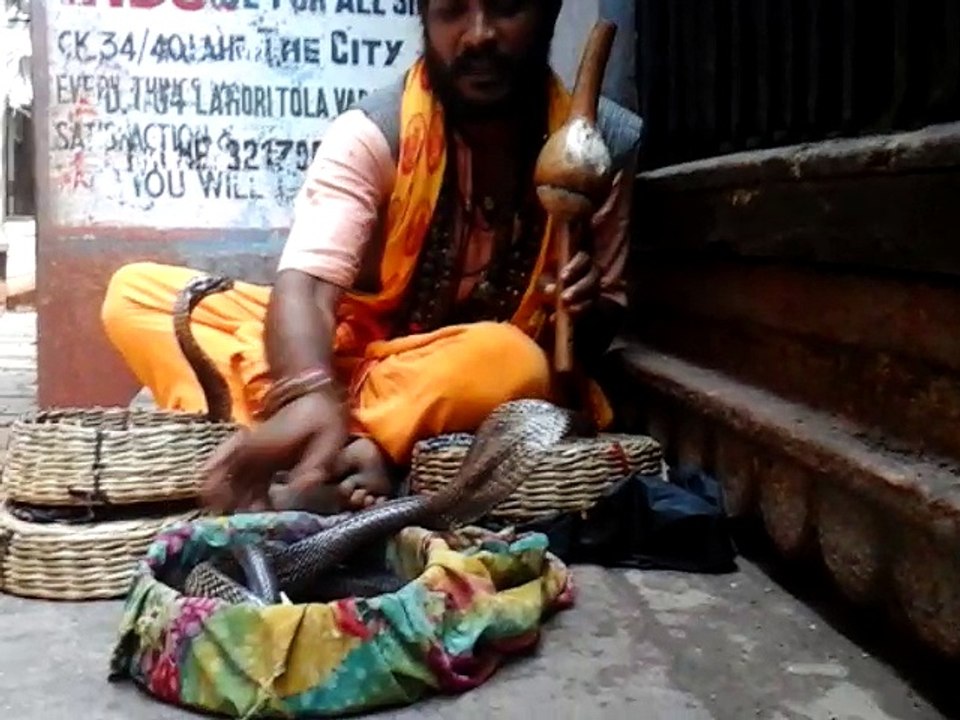 La puissance du cobra