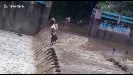 Flash floods wash away cattle crossing India bridge in chilling video