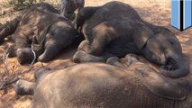 Almost 90 elephants found dead near Botswana wildlife sanctuary