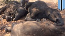 Almost 90 elephants found dead near Botswana wildlife sanctuary