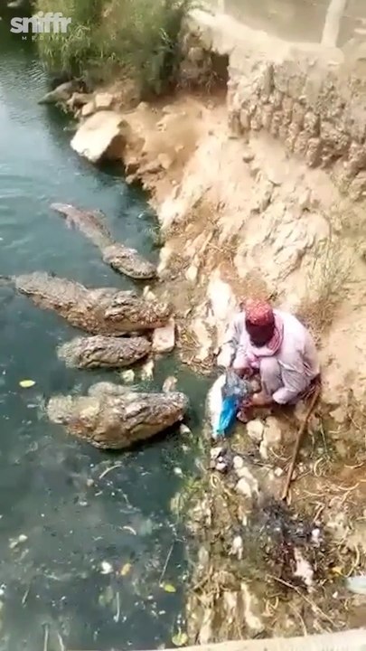 Il nourrit d'énormes crocodiles à la main