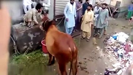 Un taureau devient fou et charge tout le monde sans raison