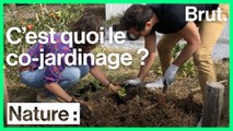 Jardiner ensemble et partager les récoltes, c'est le co-jardinage