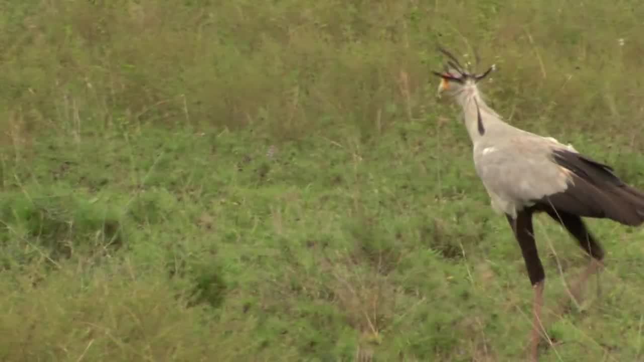 The Goofy-Looking Bird That Kicks the Bejeezus Out of Snakes | Absurd Creatures