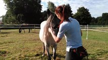 Meine Trainingspferde - wer mich gerade begleitet ...