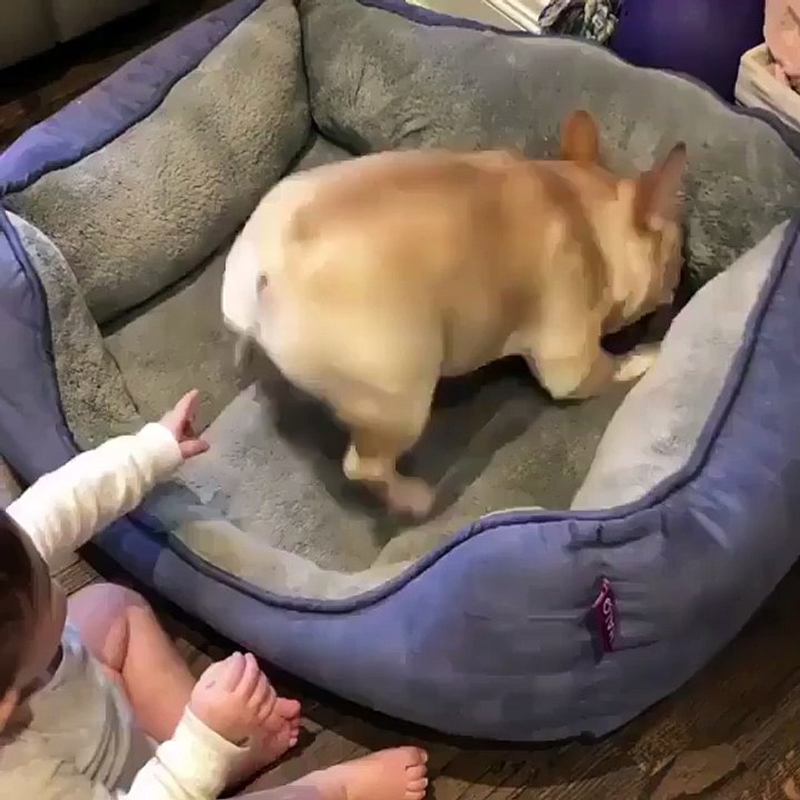 little babies play with dog