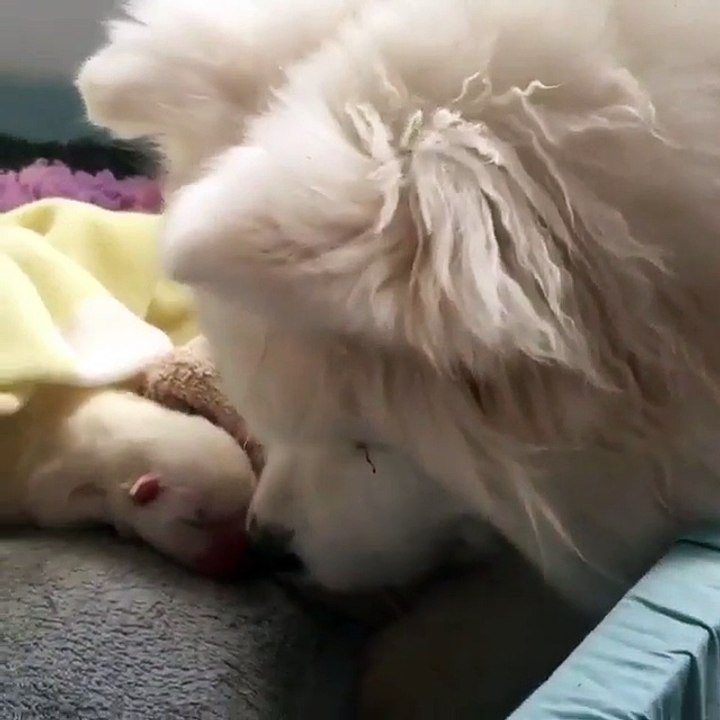 small little porn puppies on the bed with their mom