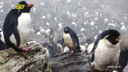 Brexit May be Putting a Million Penguins at Risk