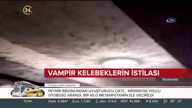 Vampir kelebeklerin istilası