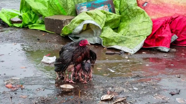 Mother Hen Shelters Her Chicks in the Rain