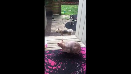 Angry dog barks at hairless cat