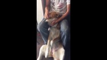 Happy doggy clearly enjoys head scratches