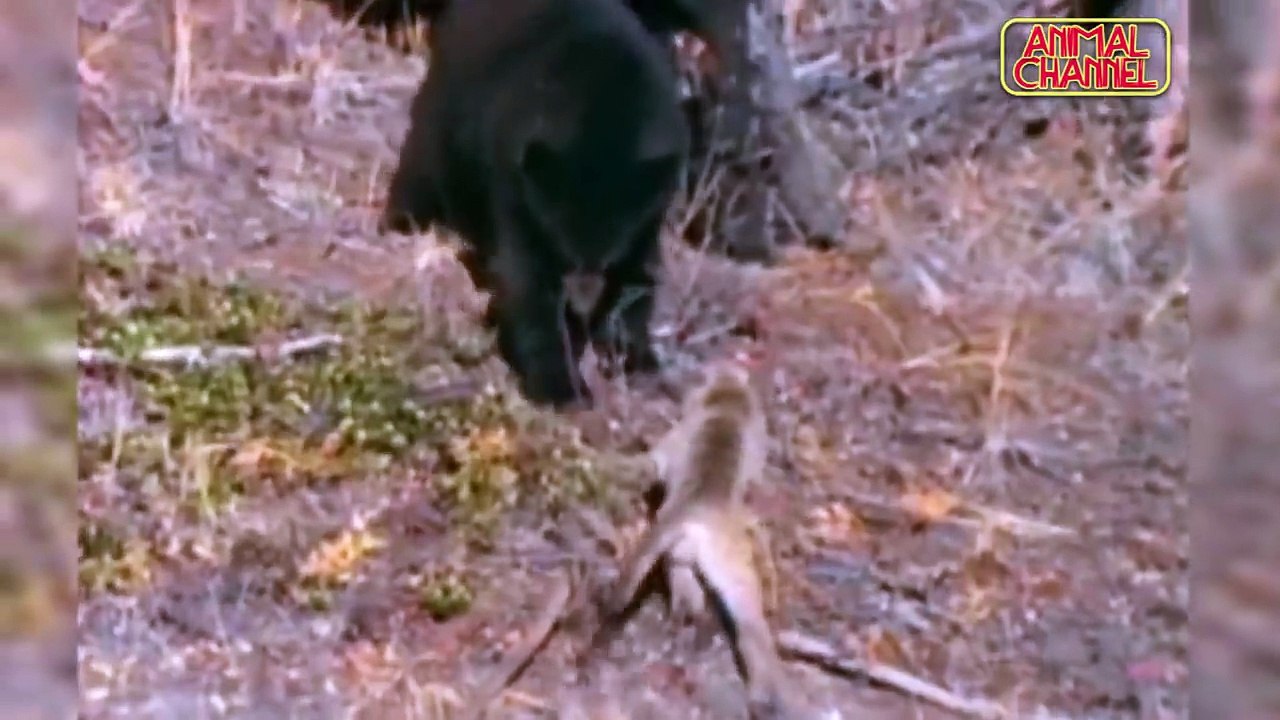 Amazing Impala Gazelle Fights Back 4 Cheetahs to Escape - Animal Attack Fail Compilation