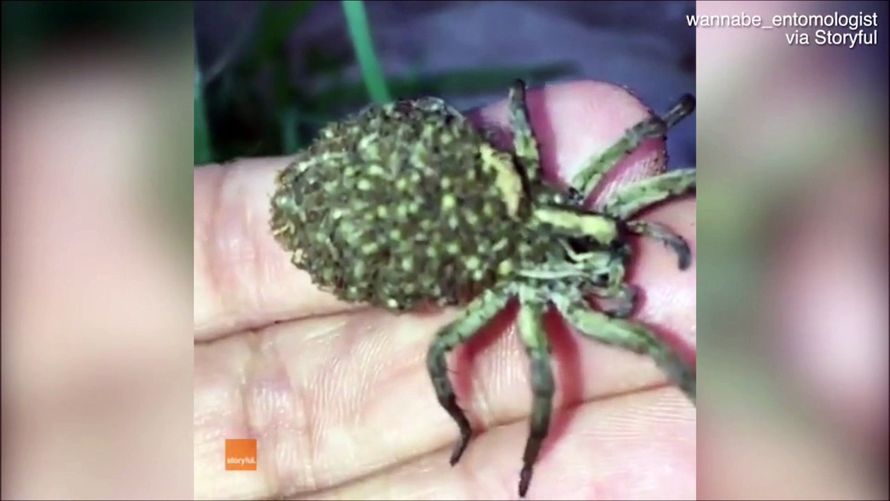 Effrayant ou trop mignon : Une maman araignée transporte des dizaines de ses petits sur son dos