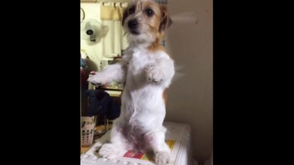 Jack Russell performs incredibly adorable trick